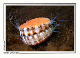 290 Spiny pink scallop (Chlamys hastata), Shark Point, Tahsis Inlet