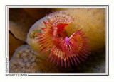 293 Calcareous tube worm (Serpula columbiana), Mozino Point, Tahsis Inlet