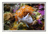 300 Opalescent nudibranch and eggs (Hermissenda crassicornis), Renate Reef, Barkley Sound