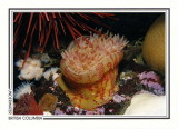 303 Painted anemone (Urticina crassicornis), Race Rocks, Strait of Juan de Fuca, Victoria area