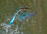 Kingfisher.