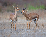 Mountain Gazelle in courtship.