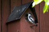 Svartvit flugsnappare/Pied flycatcher.