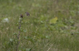 Buskskvtta/Whinchat.