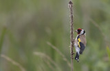 Steglits/Gold finch.