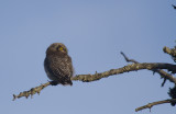 Hkuggla/Hawk Owl.