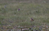 stlig Svart rdstjrt/Black Redstart Eastern