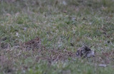 Dvrgsparv/Little Bunting.