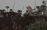 kensngare/Desert Warbler.