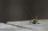 Grshoppa/grasshopper.