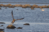 Havsrn/White tailed eagle.