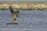 Havsrn/White tailed eagle.