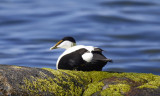 Ejder<br/>Common Eider<br/>Somateria mollissima