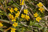 Kabbeleka<br/>Marsh-marigold<br/>Caltha palustris