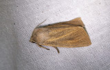 Dyfly<br/>Large Wainscot<br/>Rhizedra lutosa