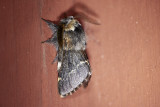 Poppelspinnare<br/>December Moth<br/>Poecilocampa populi