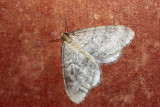 Mindre frostfjril<br/>Winter Moth<br/>Operophtera brumata