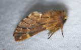 Fjäderbärare<br/>Plumed Prominent<br/>Ptilophora plumigera