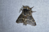 Poppelspinnare<br/>December Moth<br/>Poecilocampa populi