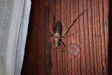 Buskvrtbitare<br/>Dark Bush Cricket<br/>Pholidoptera griseoaptera