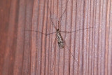 Short-palped Cranefly<br/>Limonia nubeculosa