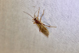 Brackstekel<br/>Braconidae