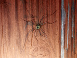 Sadellocke<br/>Saddleback Harvestman<br/>Mitopus morio