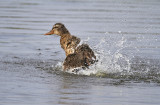 Grsand<br/>Mallard<br/>Anas platyrhynchos