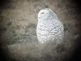 Fjälluggla<br/>Snowy Owl<br/>Bubo scandiacus