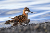 Smalnbbad simsnppa<br/>Red-necked Phalarope<br/>Phalaropus lobatus