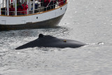 Knlval<br/>Humpback Whale<br/>Megaptera novaeangliae