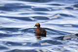 Svarthake dopping<br/>Horned Grebe<br/>Podiceps auritus