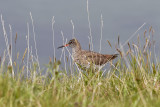 Rdbena<br/>Common Redshank<br/>Tringa totanus robusta