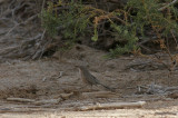 Arabskriktrast<br/>Arabian Babbler<br/>Turdoides squamiceps