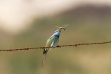 Grn dvrgbitare<br/>Green Bee-eater<br/>Merops orientalis cyanophrys