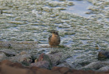 Vattenpiplärka<br/>Water pipit<br/>Anthus spinoletta