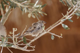 Gråsparv<br/>House Sparrow<br/>Passer domesticus