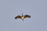 Svart stork<br/>Black Stork<br/>Ciconia nigra