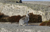 Skogshare<br/>Eurasian Arctic Hare<br/>Lepus timidus