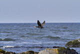 Storskarv<br/>Great Cormorant<br/>Phalacrocorax carbo