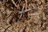 Rd skogsmyra<br/>Southern Wood Ant<br/>Formica rufa