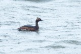 Eared Grebe