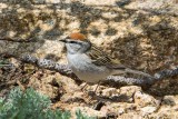 Chipping Sparrow 3