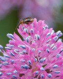 Beetle on Swamp Pink