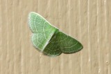 Nemoria Moth
