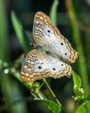 White Peacock