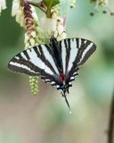 Zebra Swallowtail