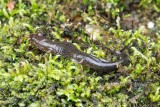 Salamander 6