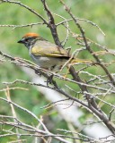 Green-tailed Towhee 2