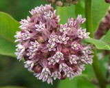 Common Milkweed 2